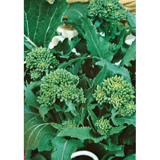 CIMA DI RAPA 90INA 500gr RICCIA DI SARNO